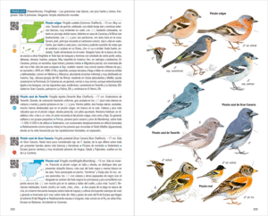 AVES DE ESPAA -4 EDICION