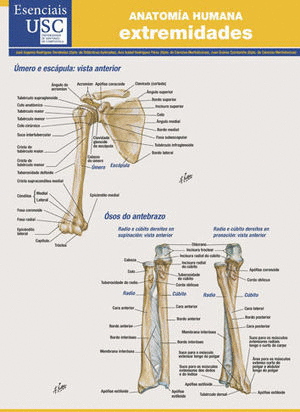 ANATOMA HUMANA