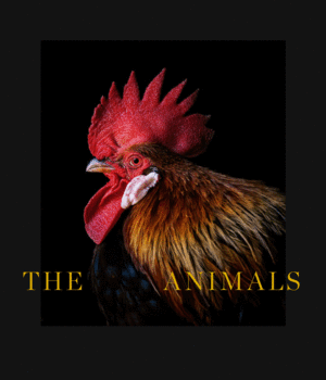 THE ANIMALS. ESTELA DE CASTRO.